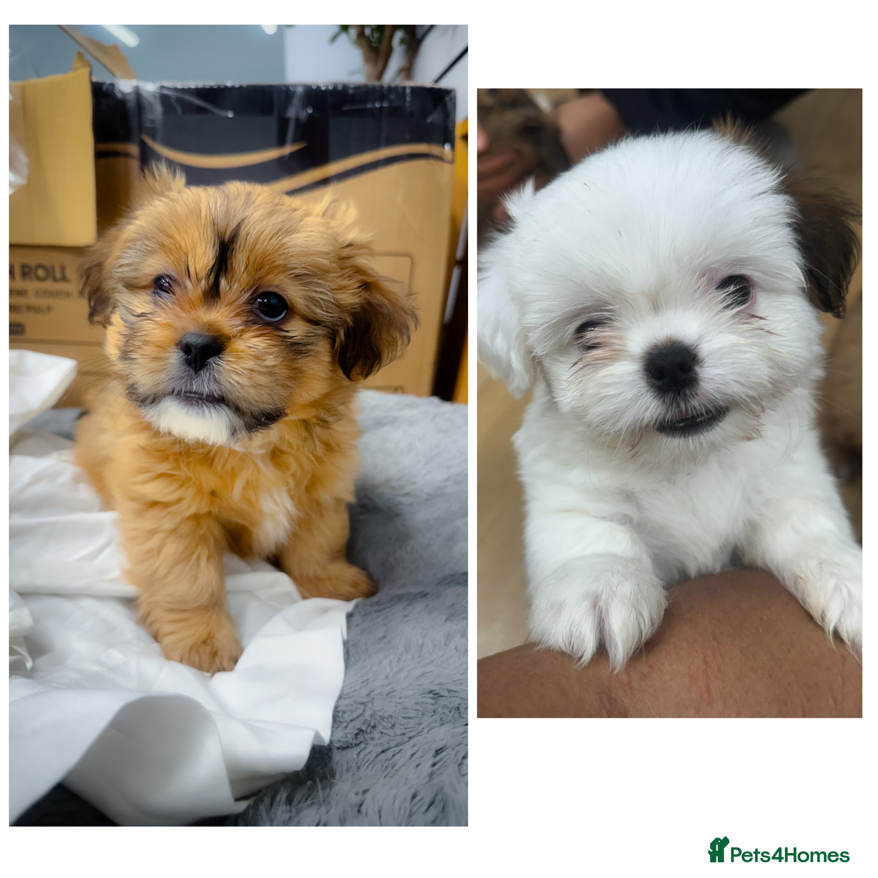 Mixed Breed dogs 🐶 Last two Adorable Mixed-Breed Puppies - Advert 5