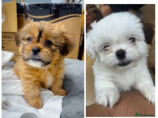 Mixed Breed dogs 🐶 Last two Adorable Mixed-Breed Puppies - Advert 5