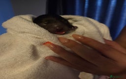 Chow Chow dogs for sale: Rare Chow chow puppies - Image 26