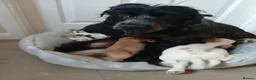 Cocker Spaniel dogs for sale: Kc registered show type spaniels  in Wickford - Advert 3