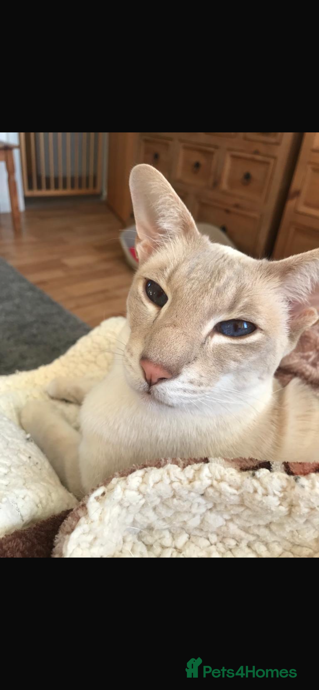 Siamese cats for sale: 2x bonded Siamese cats 7yo - Advert 3