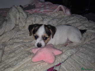 Mixed Breed dogs Jack chi puppy - Advert 1