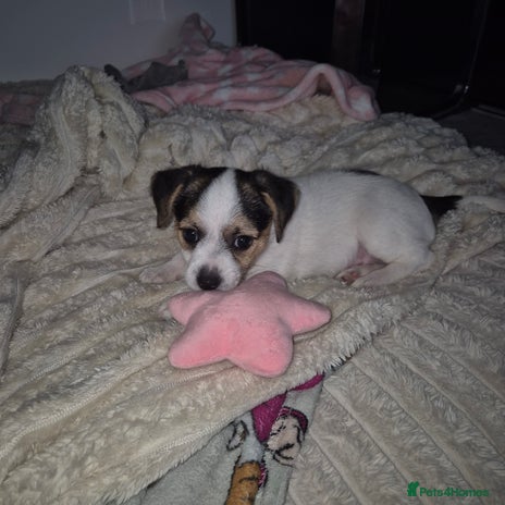 Mixed Breed dogs Jack chi puppy - Advert 1
