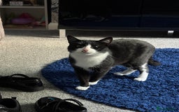 Mixed Breed cats for sale: Free to a loving home - meet Bandit.  - Image 4
