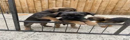 Border Terrier dogs for sale: ⭐️ KC BORDER TERRIERS, READY TO LEAVE NOW - Advert 5