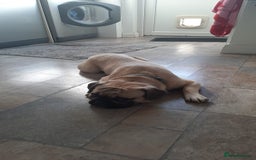 French Bulldog dogs for sale: 1 year old Frenchie cross - Max - Image 4