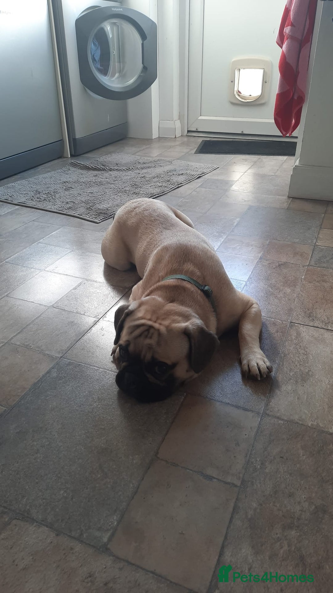French Bulldog dogs for sale: 1 year old Frenchie cross - Max - Image 4