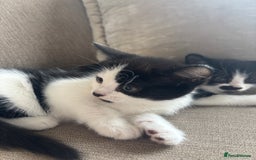 British Longhair cats for sale: Two black and white kittens for sale ,  - Image 5