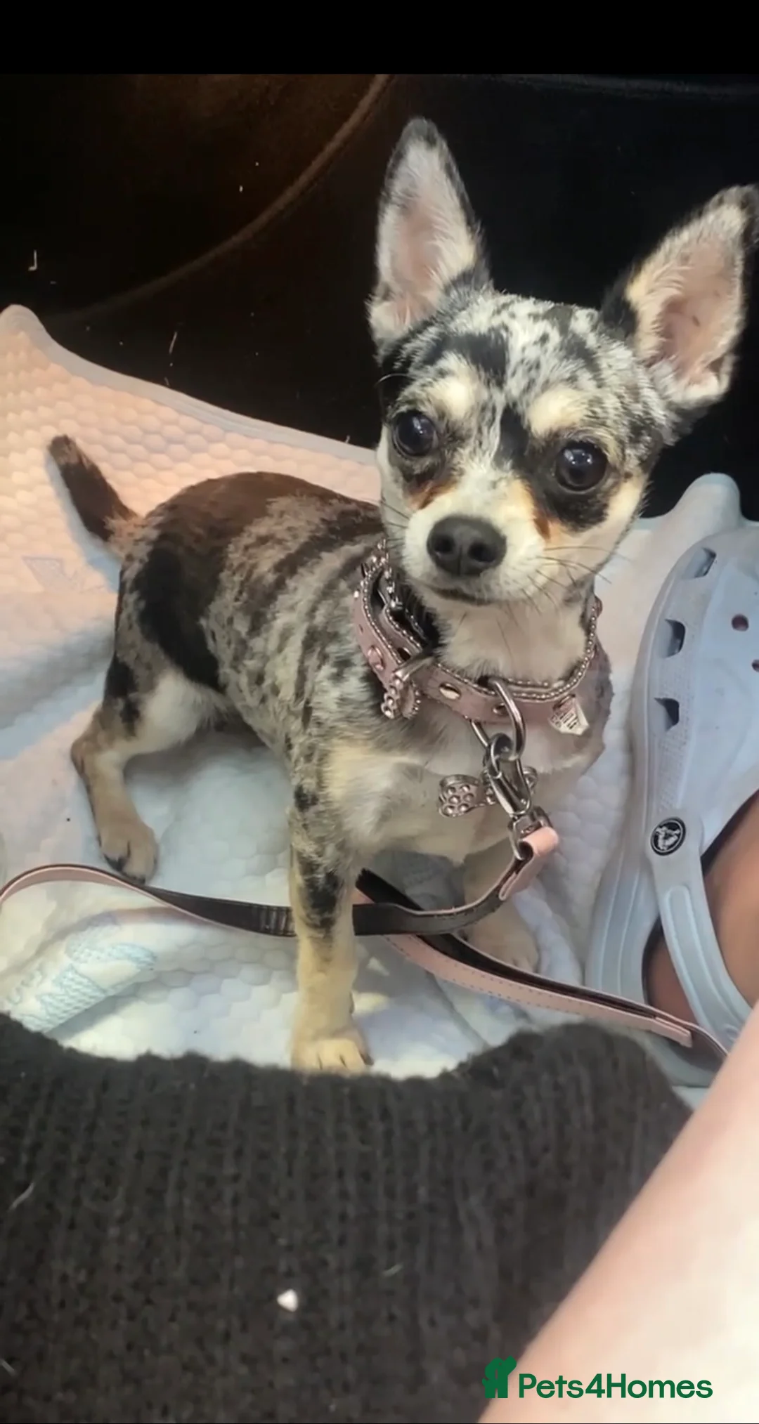 Chihuahua dogs for sale: 🌺Chihuahua puppies 🌺 - Advert 1