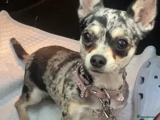 Chihuahua dogs 🌺Chihuahua puppies 🌺 - Advert 6