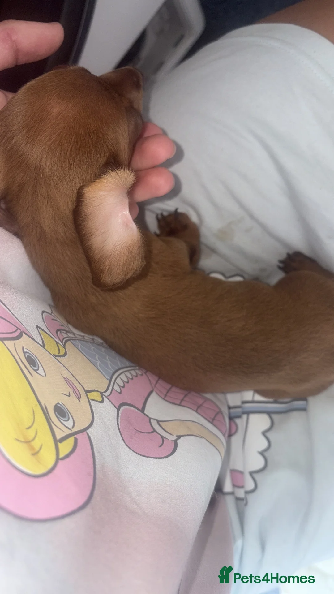 Miniature Dachshund dogs for sale: 2 beautiful mini Dachshund pups - Advert 1