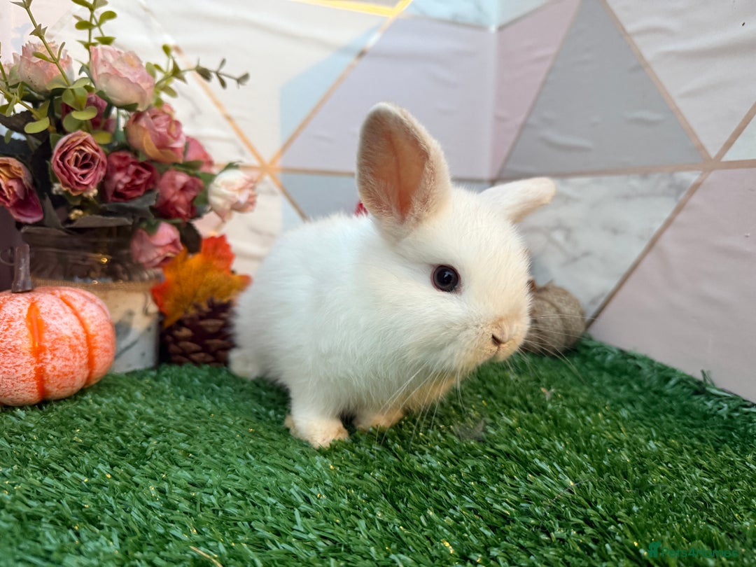 Mini Lop rabbits for sale: 🐰 Adorable Male Mini Lops 🏡 - Image 5