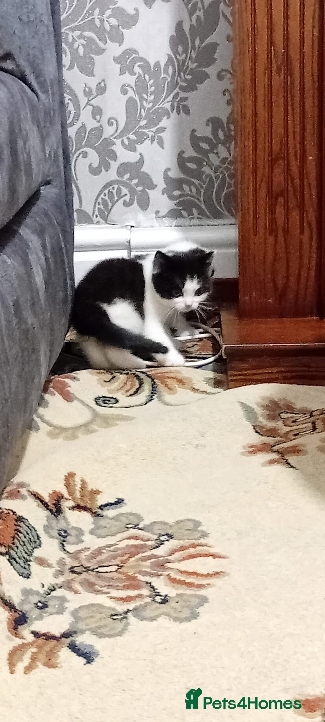 British Shorthair cats for sale: Black and white cat - Advert 8