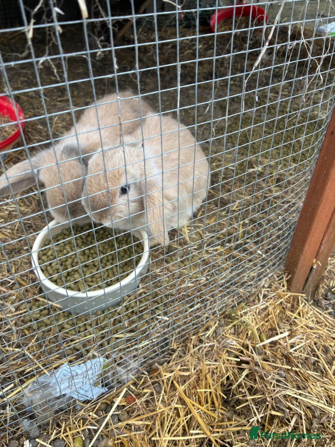 Mini Lop rabbits for sale: 2 beige mini lops - Advert 2