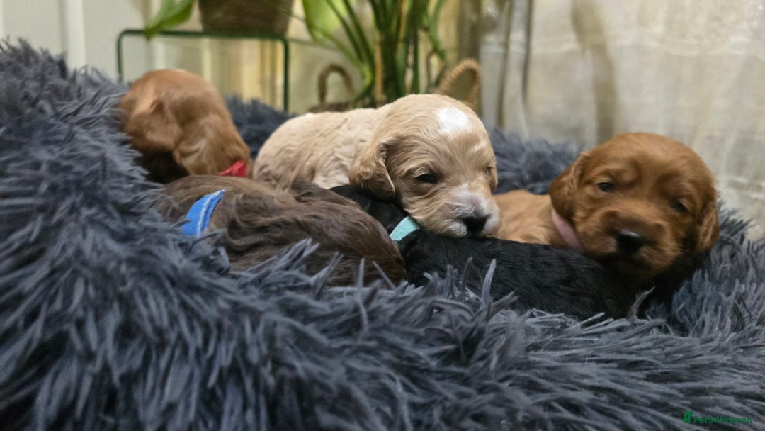 Cockapoo dogs for sale: Cockapoo Puppies Extensive Health Tested - Image 26