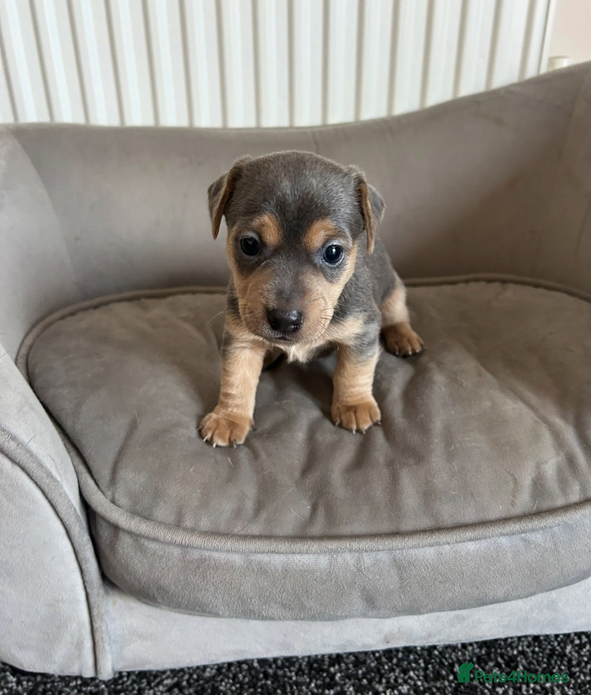 Jack Russell dogs Blue and tan jack Russel pups  - Advert 5
