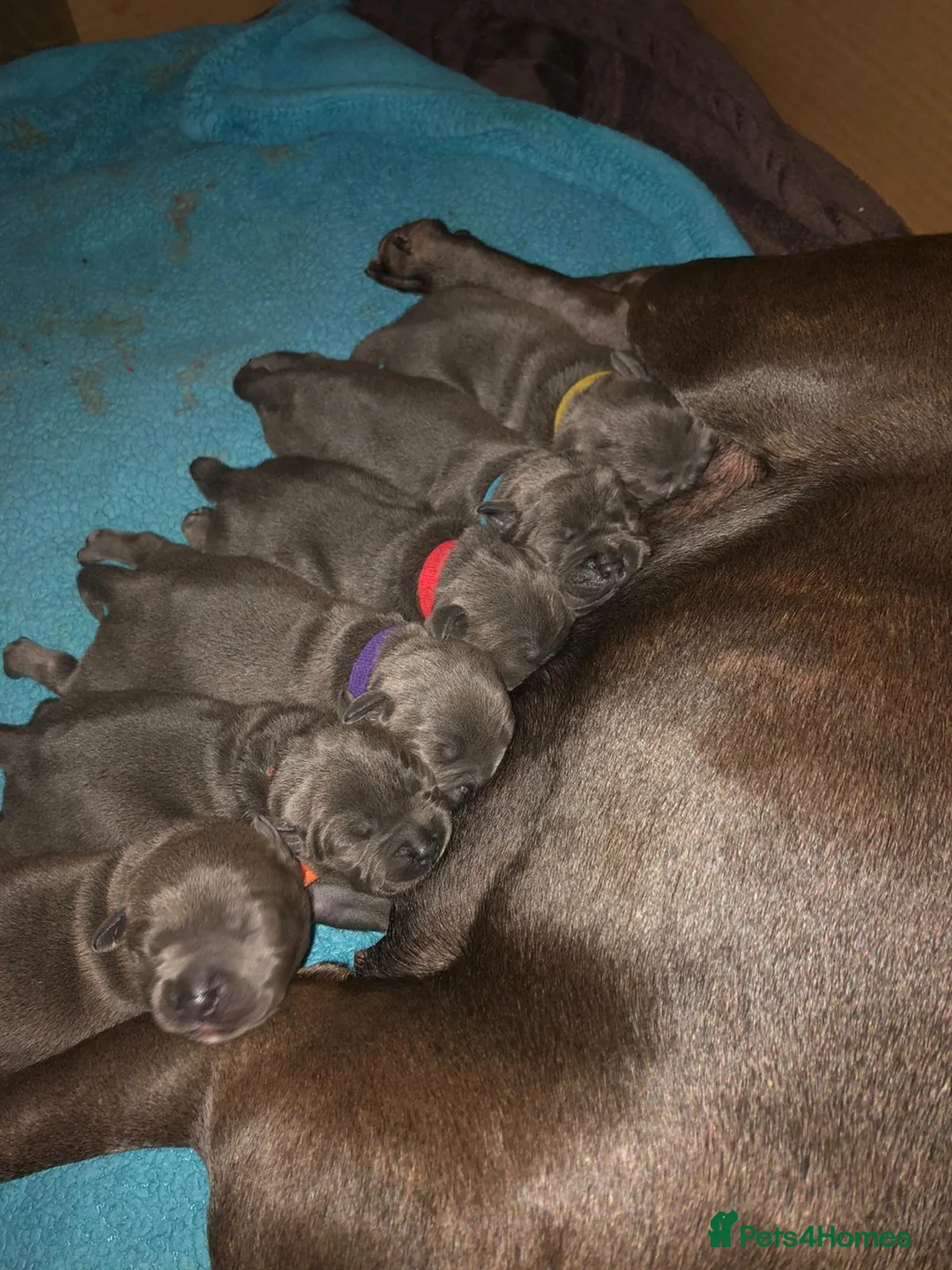 Staffordshire Bull Terrier dogs for stud: PROVEN STUD. ADONIS JUNIOR NOBLESTAFF!!! in Stoke-on-Trent - Advert 18