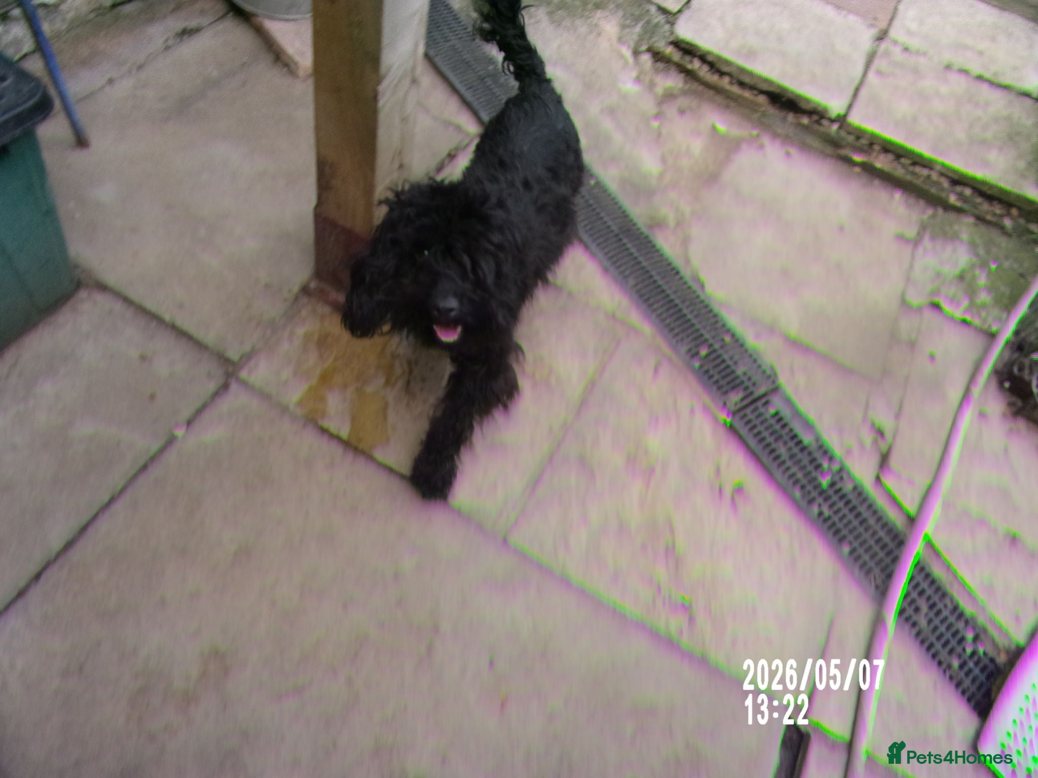 Cockapoo dogs  Cockapoo puppies 1 boy 3 girls £650 - Advert 2