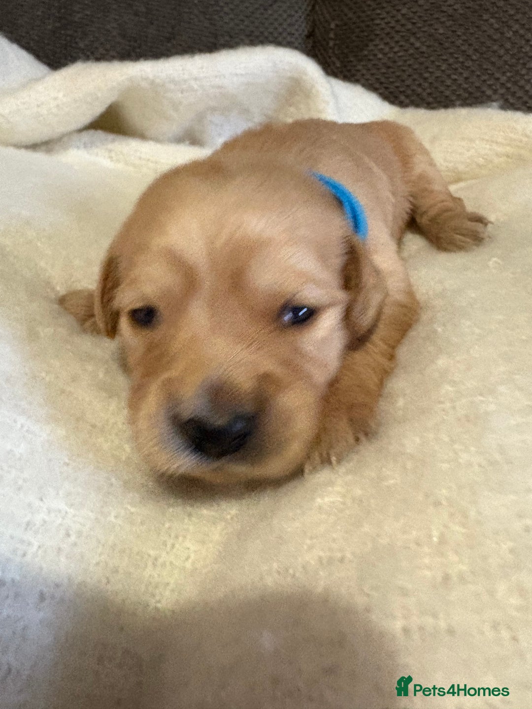 Golden Retriever dogs for sale: Sold sold sold sold sold  - Advert 34