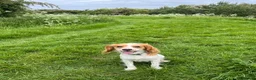 Cockalier dogs for sale: Thistle 🤍 - Advert 2