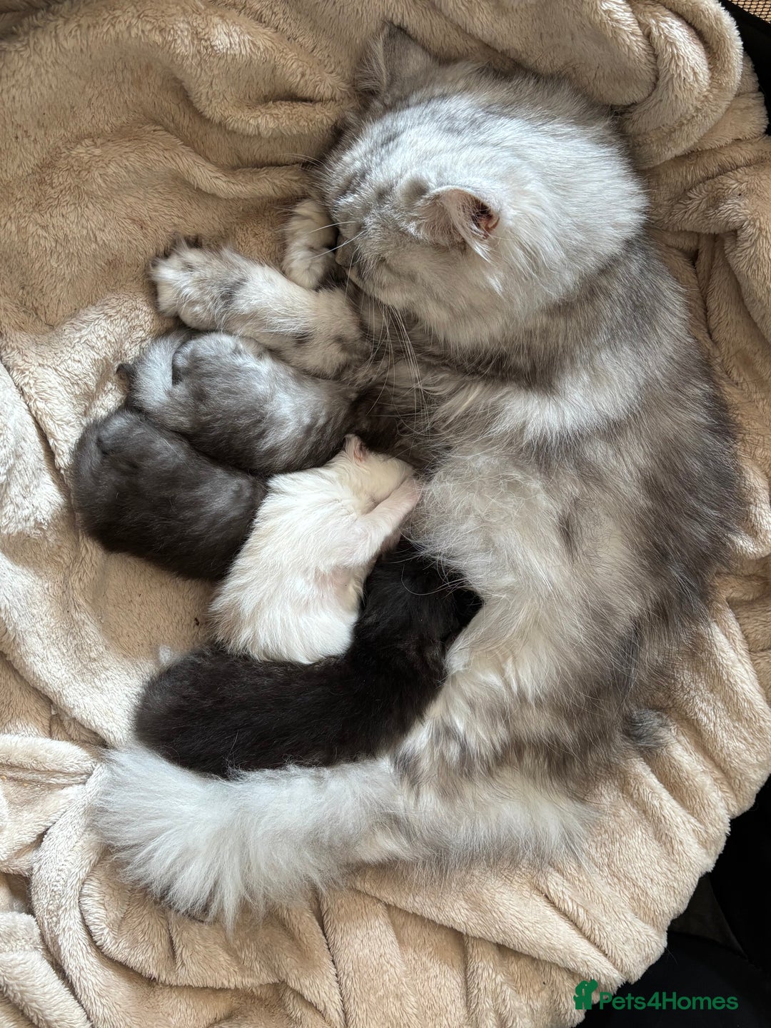 Mixed Breed cats for sale: unique grey smoke tipped female Persian cross  - Image 7