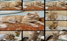 Maine Coon cats for sale: Last Ginger Boy Pure Mainecoon! - Image 13