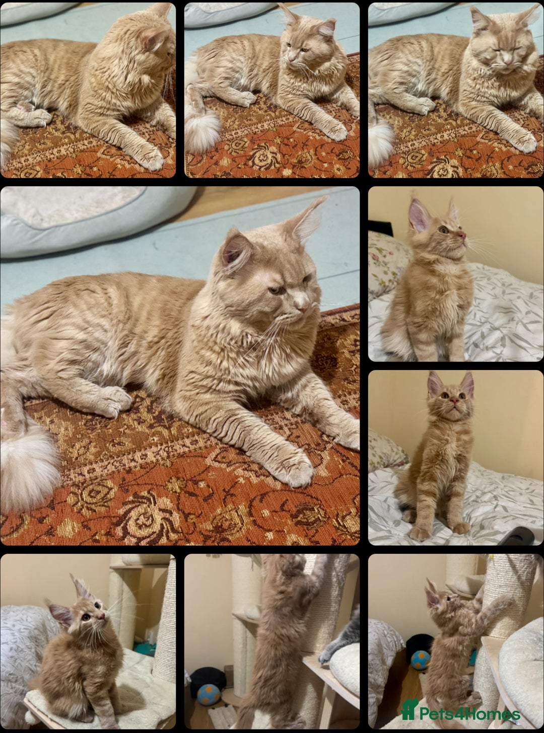 Maine Coon cats for sale: Last Ginger Boy Pure Mainecoon! - Image 13