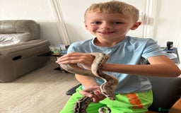 Boa Snake reptiles for sale: 100% Het Anery Boa CB24 with setup - Image 4