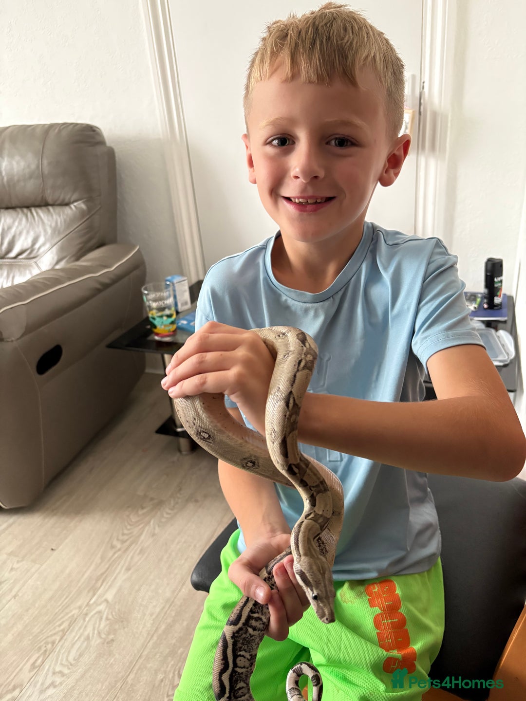 Boa Snake reptiles for sale: 100% Het Anery Boa CB24 with setup - Image 4