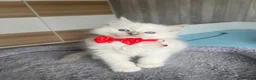 Ragdoll cats for sale: Pedigree Ragdoll kittens  - Advert 8