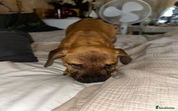 Staffordshire Bull Terrier dogs for sale: Staffordshire bull terrier sky  - Image 4