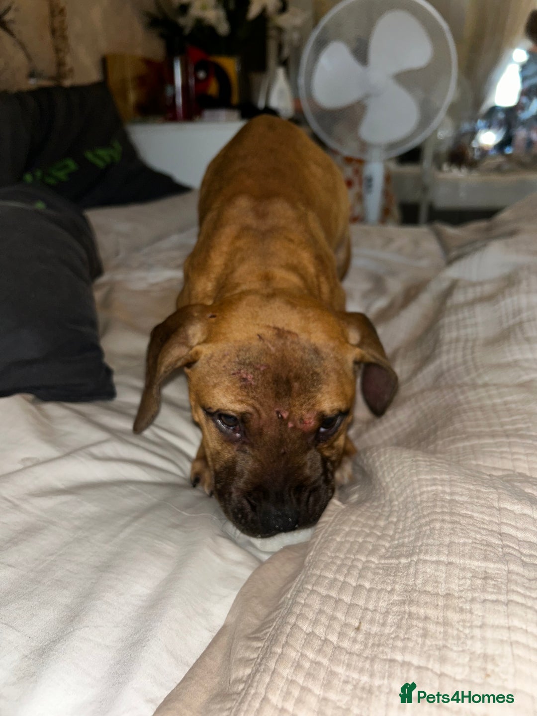 Staffordshire Bull Terrier dogs for sale: Staffordshire bull terrier sky  - Image 4