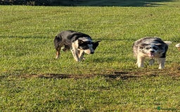 Border Collie dogs for sale: Abi isds reg - Image 5