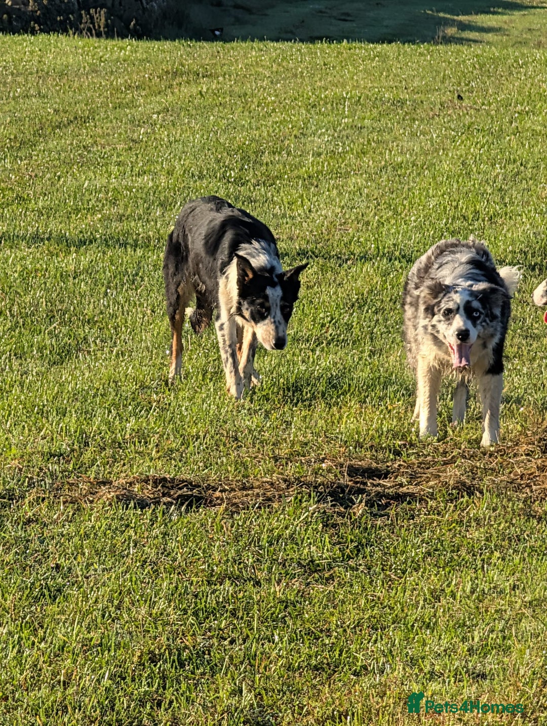 Border Collie dogs for sale: Abi isds reg - Image 5