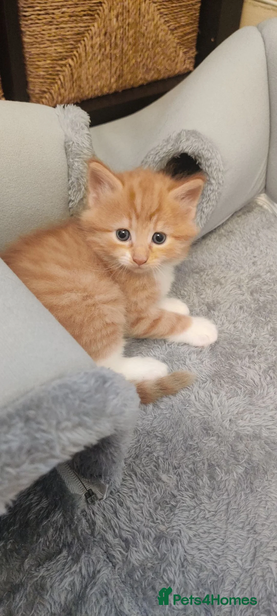 Mixed Breed cats for sale: Four beautiful kittens  - Advert 2