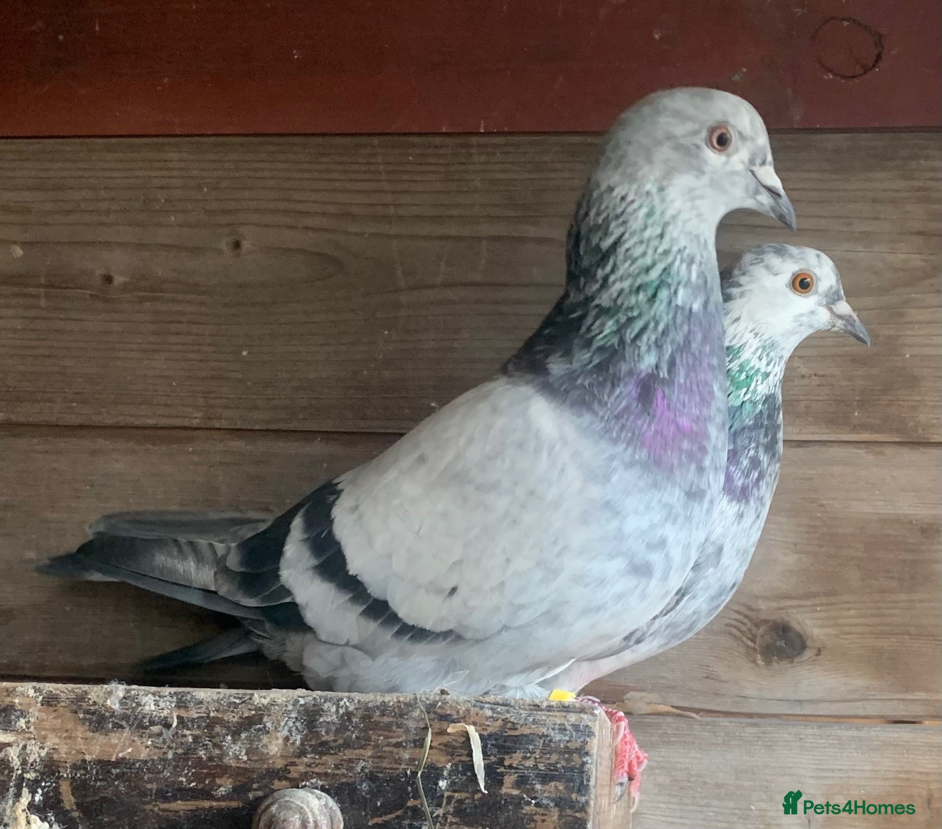 Pigeons birds for sale: RACING PIGEONS - Advert 24