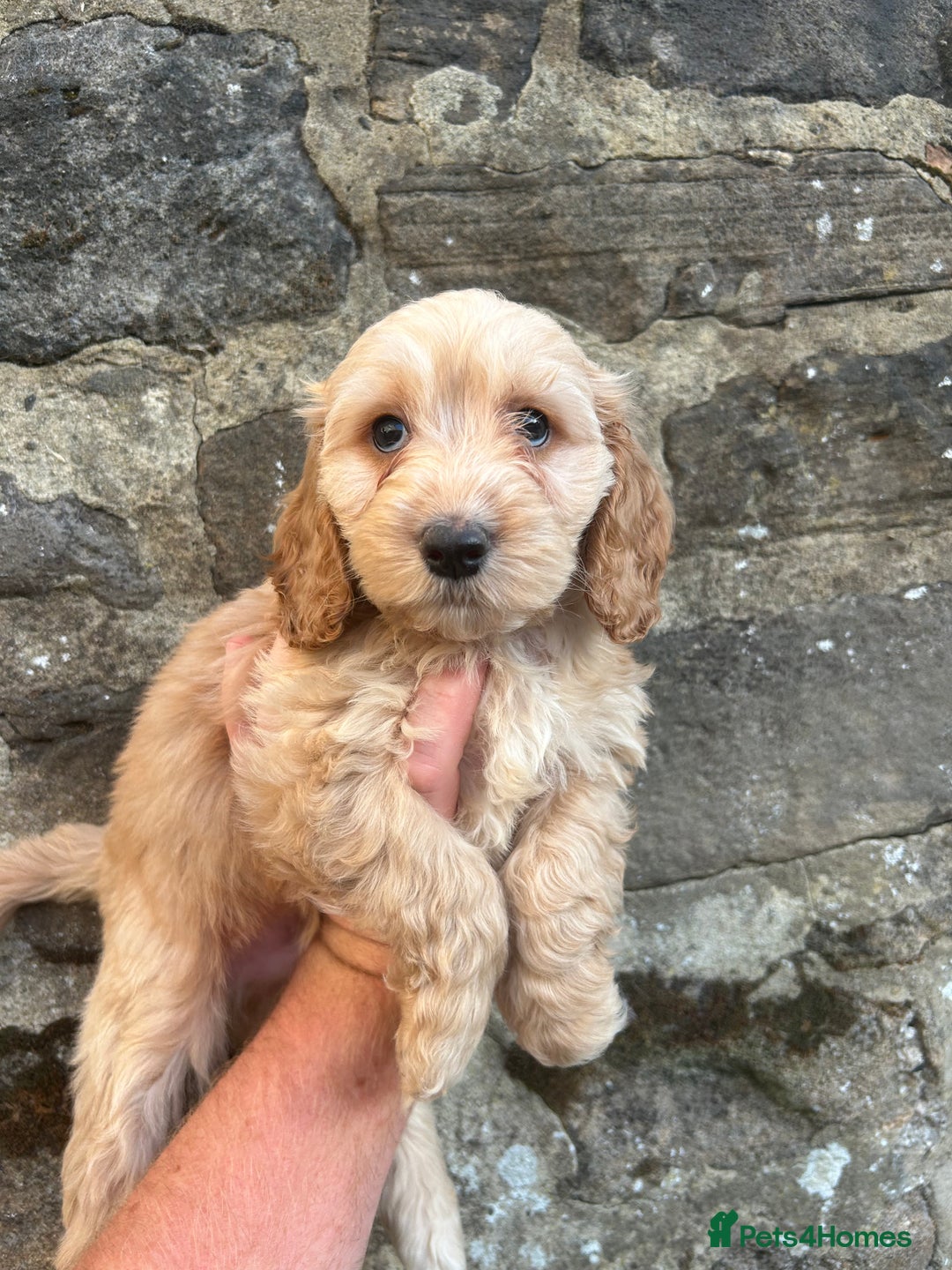 Cockapoo dogs for sale: BEAUTIFULL F1 COCKAPOOS - Image 18
