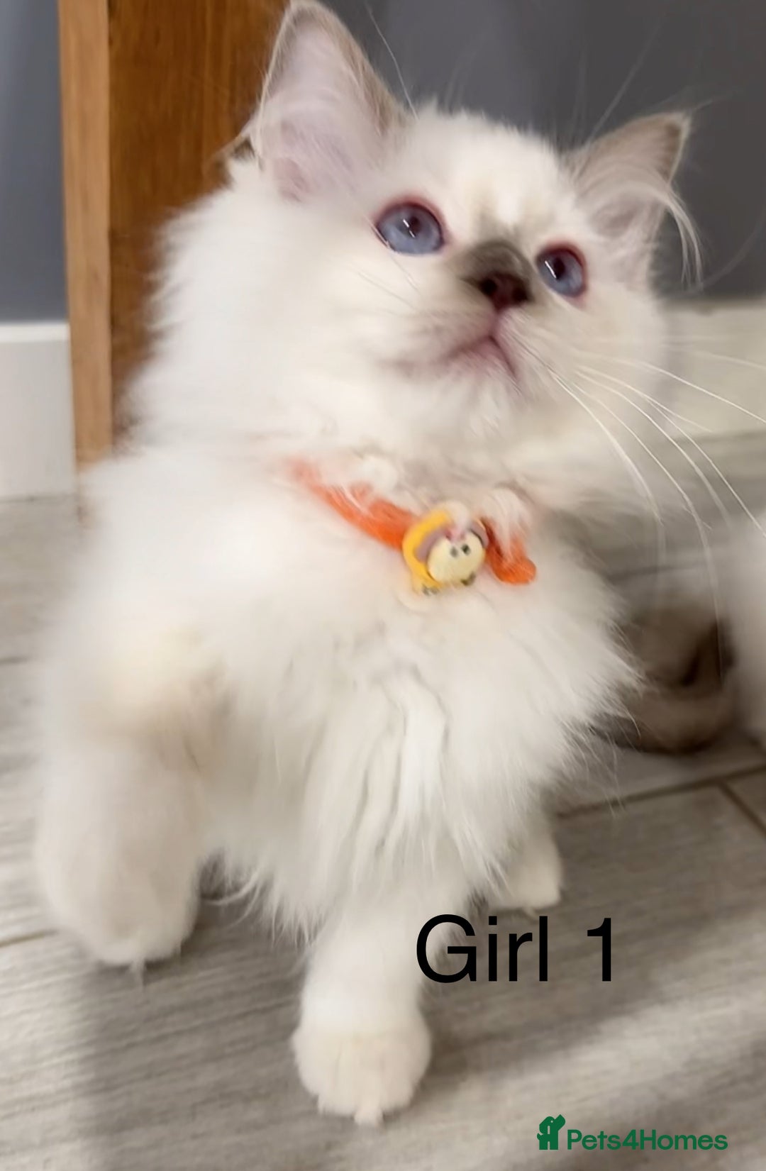 Ragdoll cats for sale: Beautiful Ragdoll for sale - Image 7