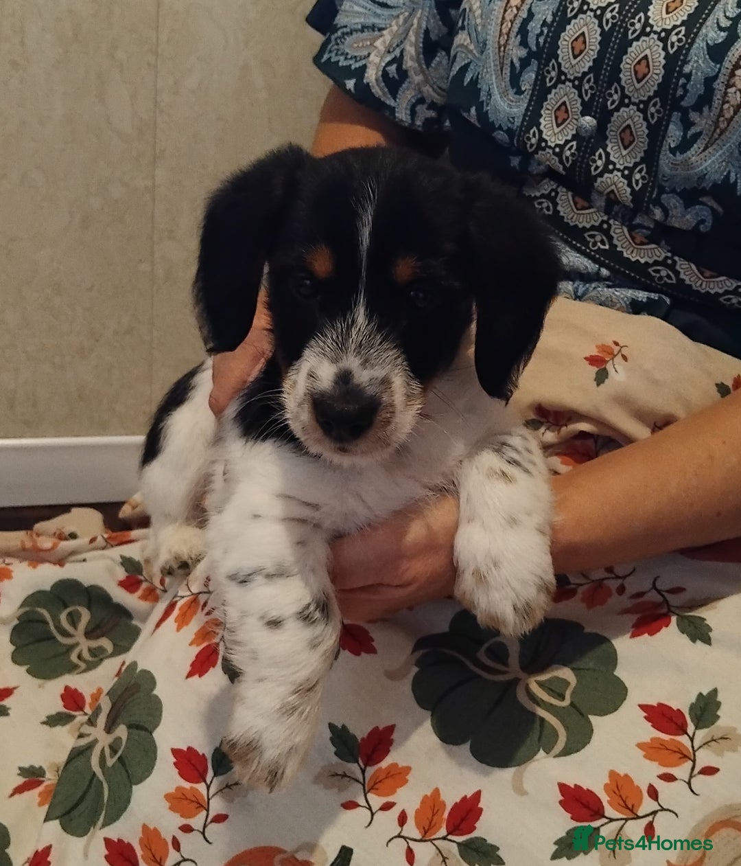 Jack Russell dogs for sale: Two jackrussel puppy's for sale - Image 11