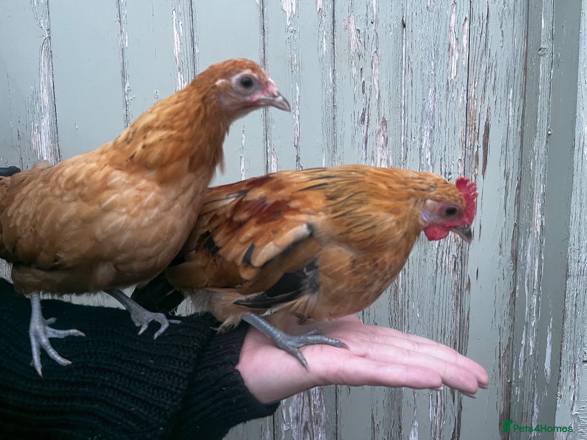 Chickens poultry Very Tame Dutch Bantams - Advert 1
