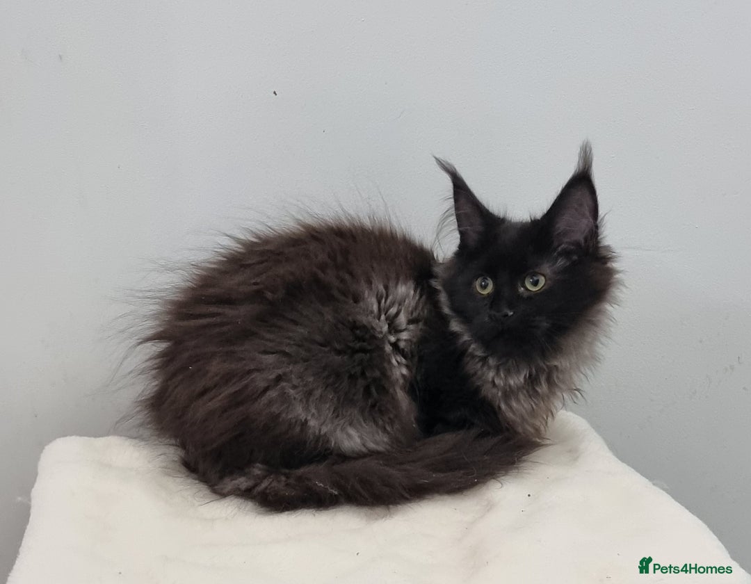 Maine Coon cats for sale: Pedigree Maine Coon Kittens for sale  - Advert 17