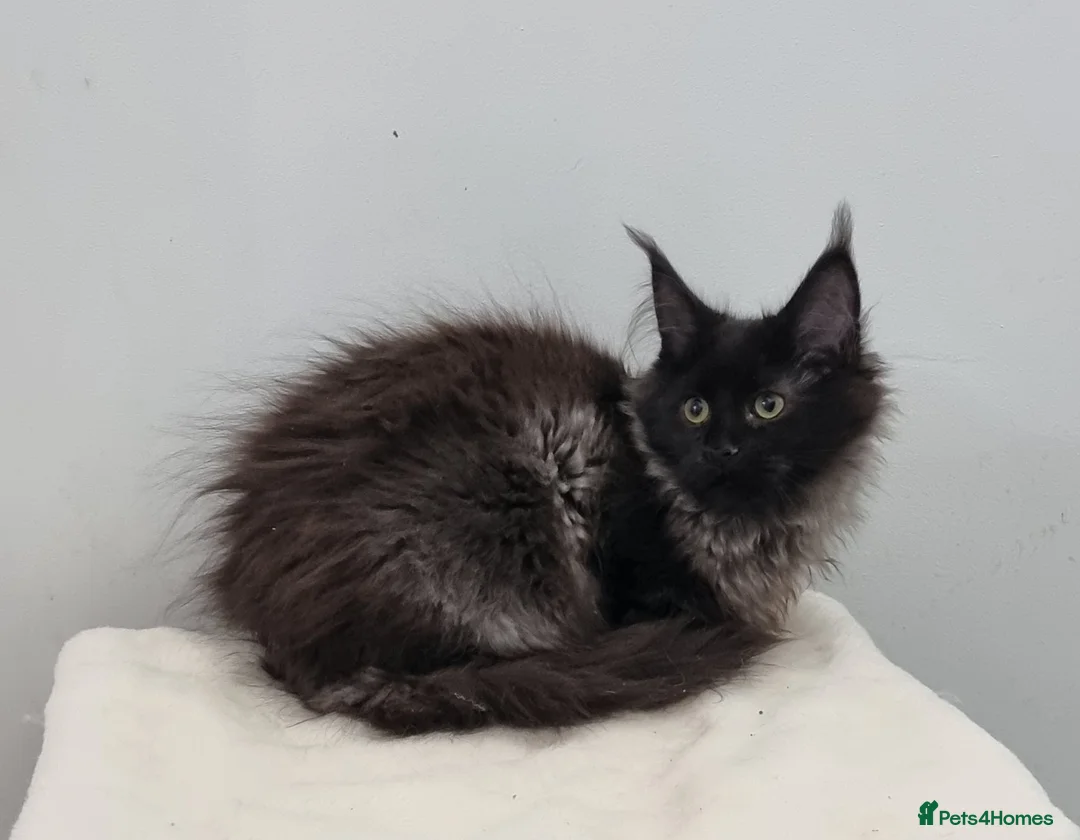 Maine Coon cats for sale: Pedigree Maine Coon Kittens for sale  - Advert 17