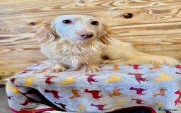 Miniature Dachshund dogs for stud: ✨ Stunning Isabella  piebald, wrapped in cream ✨ - Image 5