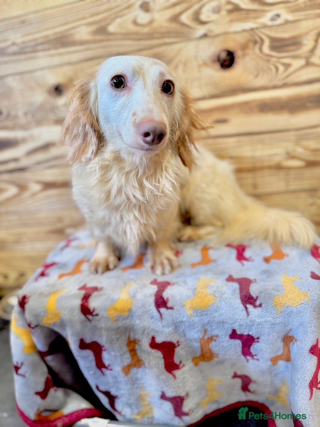 Miniature Dachshund dogs for stud: ✨ Stunning Isabella  piebald, wrapped in cream ✨ - Image 5