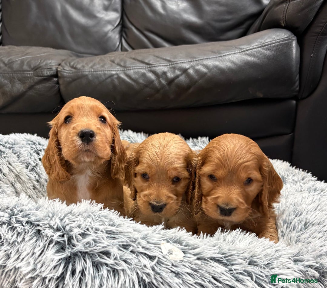 Cocker Spaniel dogs for sale: Outstanding KC Show Cocker Spaniels 🩷 - Advert 1