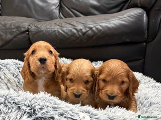 Cocker Spaniel dogs Outstanding KC Show Cocker Spaniels 🩷 - Advert 3