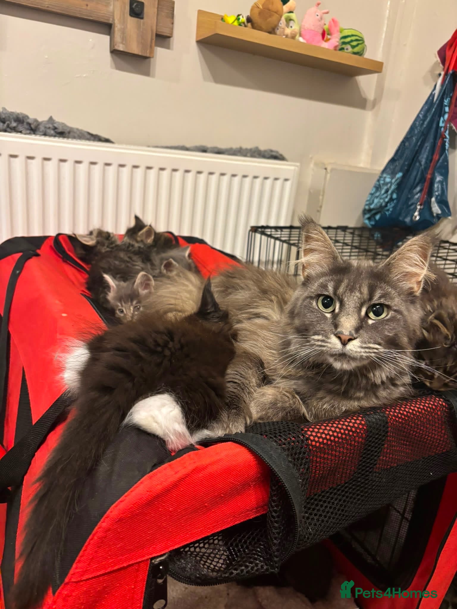 Maine Coon cats MAINE COON KITTENS. Some polydactyl.  - Advert 1