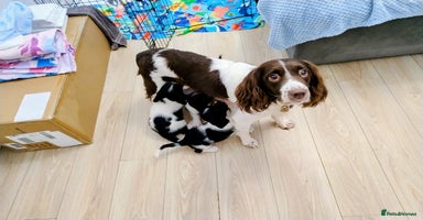 English Springer Spaniel dogs 🐶 Chunky Springer Spaniel Puppies for Sale! 🏡 - Advert 3