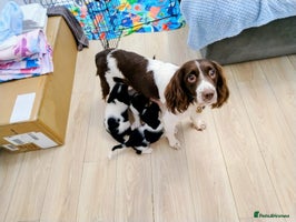English Springer Spaniel dogs 🐶 Chunky Springer Spaniel Puppies for Sale! 🏡 - Advert 2