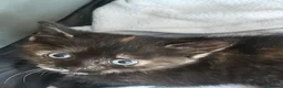 Mixed Breed cats for sale: 4 kittens for sale - see description for prices  - Advert 13